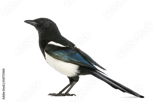 Fotomurale Side view of a Common Magpie, Pica pica, isolated on white