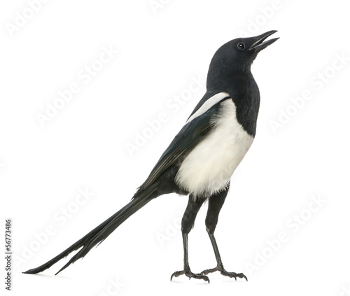 Stampa su tela Common Magpie chattering, upright, Pica pica, isolated on white