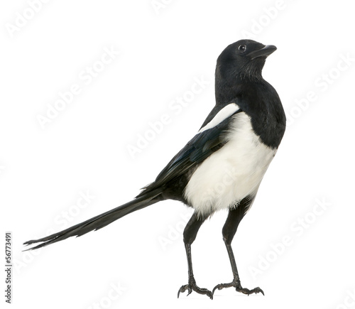 Common Magpie upright looking up, Pica pica, isolated on white