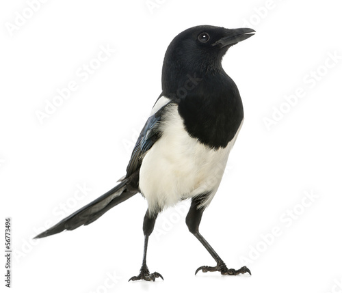 Common Magpie, Pica pica, isolated on white