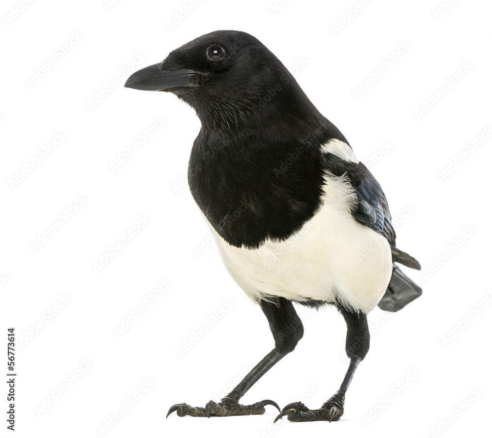 Fototapeta premium Common Magpie, Pica pica, isolated on white