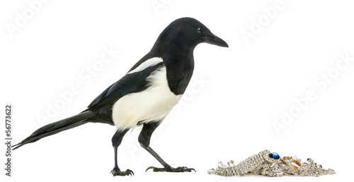 Side view of a Common Magpie with jewellery  Pica pica  isolated