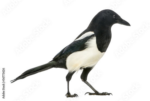 Side view of a Common Magpie, Pica pica, isolated on white © Eric Isselée
