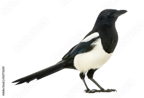Papier peint Side view of a Common Magpie, Pica pica, isolated on white