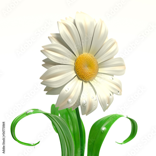 Fototapeta Naklejka Na Ścianę i Meble -  Daisy