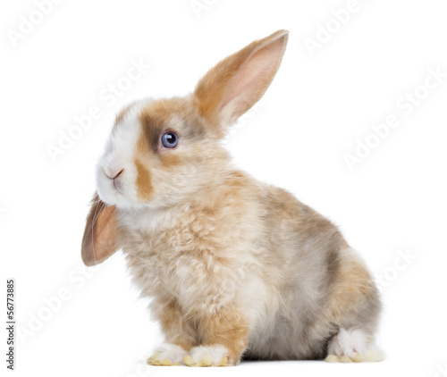 Satin Mini Lop rabbit ear up, sitting isolated on white