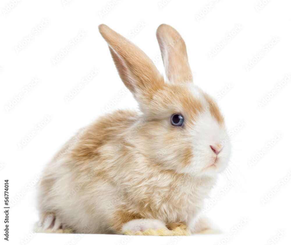 Satin Mini Lop rabbit ear up, lying, isolated on white Satin Mini Lop rabbit ear up, lying, isolated on white
