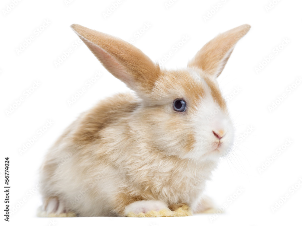 Satin Mini Lop rabbit ear up, lying, isolated on white Satin Mini Lop rabbit ear up, lying, isolated on white