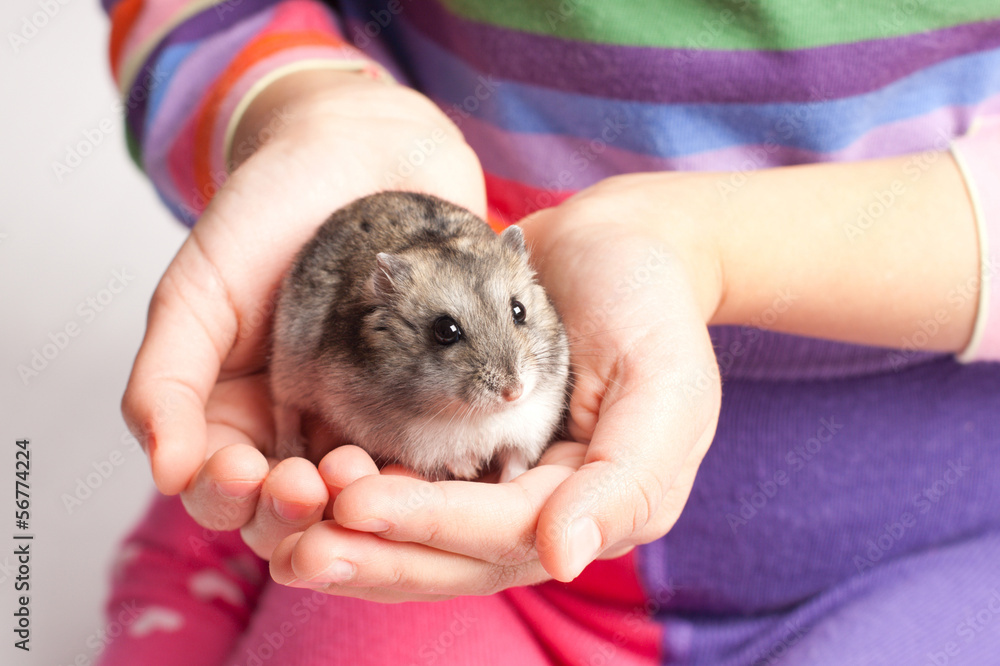 Djungarian hamster in girl hand Djungarian hamster in girl hand