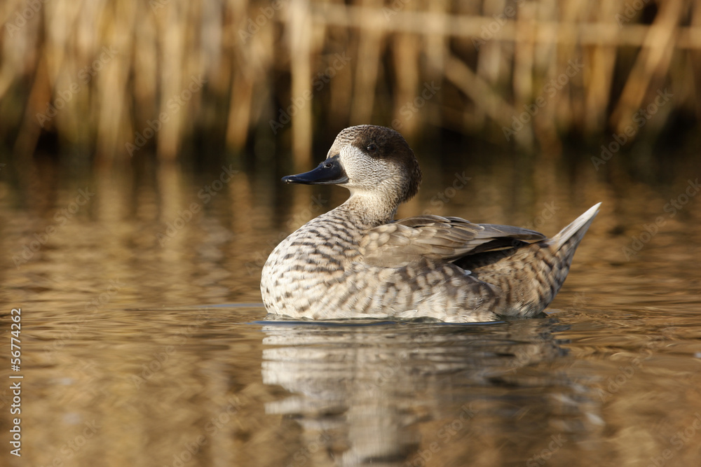 Marbled teal, Marmaronetta angustirostris Marbled teal, Marmaronetta angustirostris