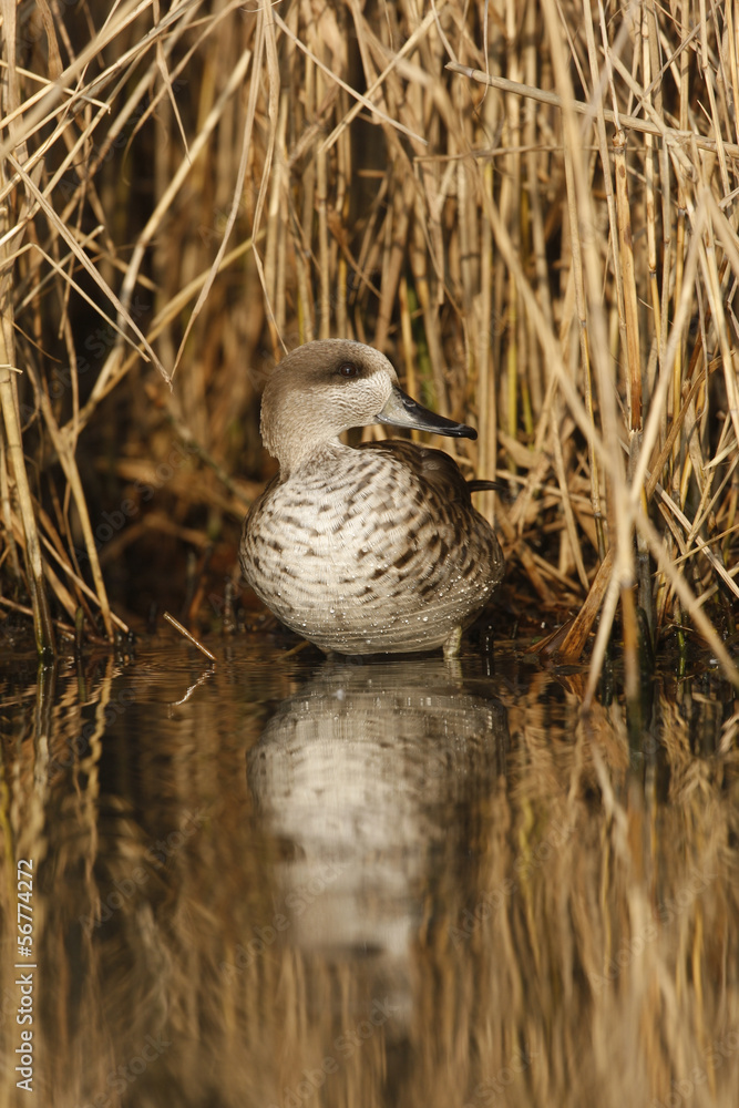 Obraz premium Marbled teal, Marmaronetta angustirostris