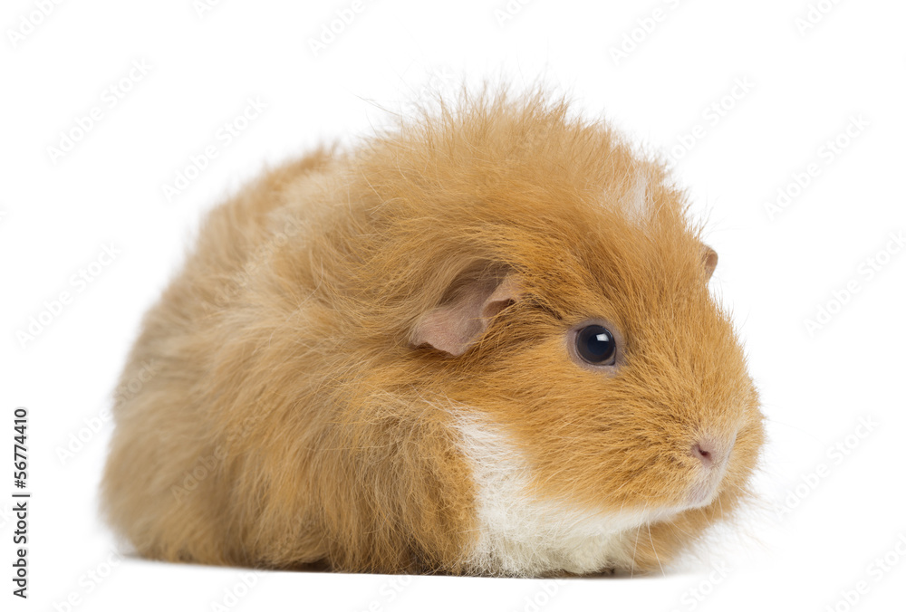 Swiss Teddy Guinea Pig, isolated on white Swiss Teddy Guinea Pig, isolated on white