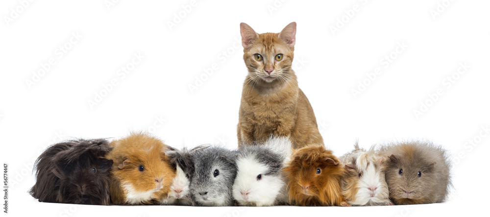 Guinea Pigs with a cat in a row, isolated on white Guinea Pigs with a cat in a row, isolated on white