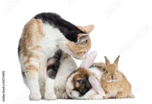 European Shorthair cat with rabbits, isolated on white