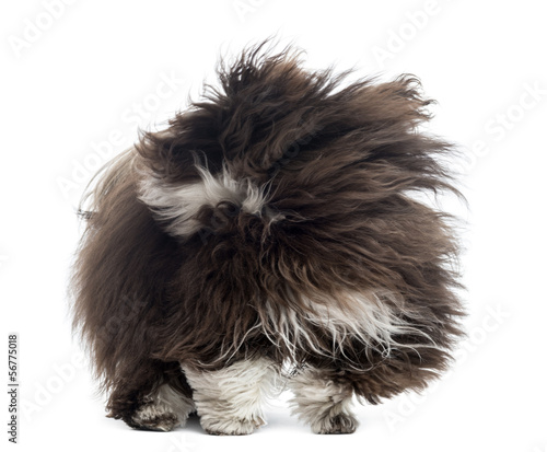 Havanese in the wind, isolated on white photo