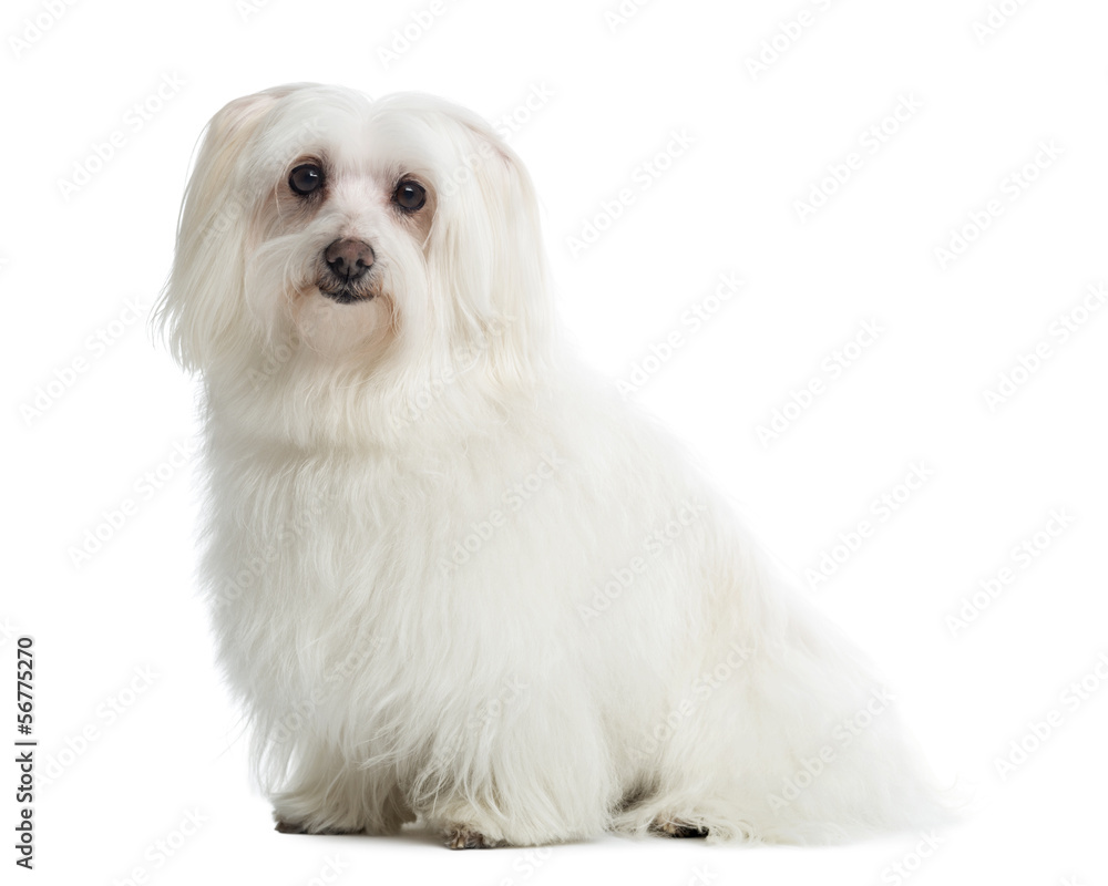 Maltese sitting, looking at the camera, isolated on white Maltese sitting, looking at the camera, isolated on white