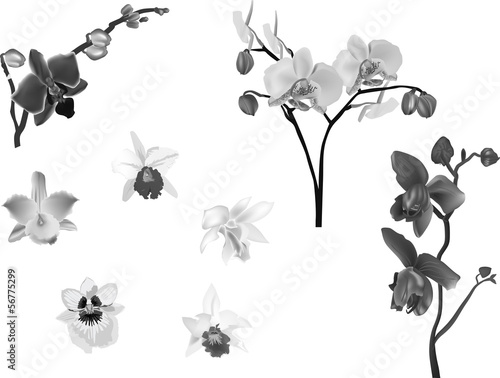 collection of grey orchid flowers