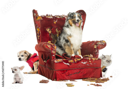 Fototapeta Naklejka Na Ścianę i Meble -  Group of pets on a destroyed armchair, isolated on white