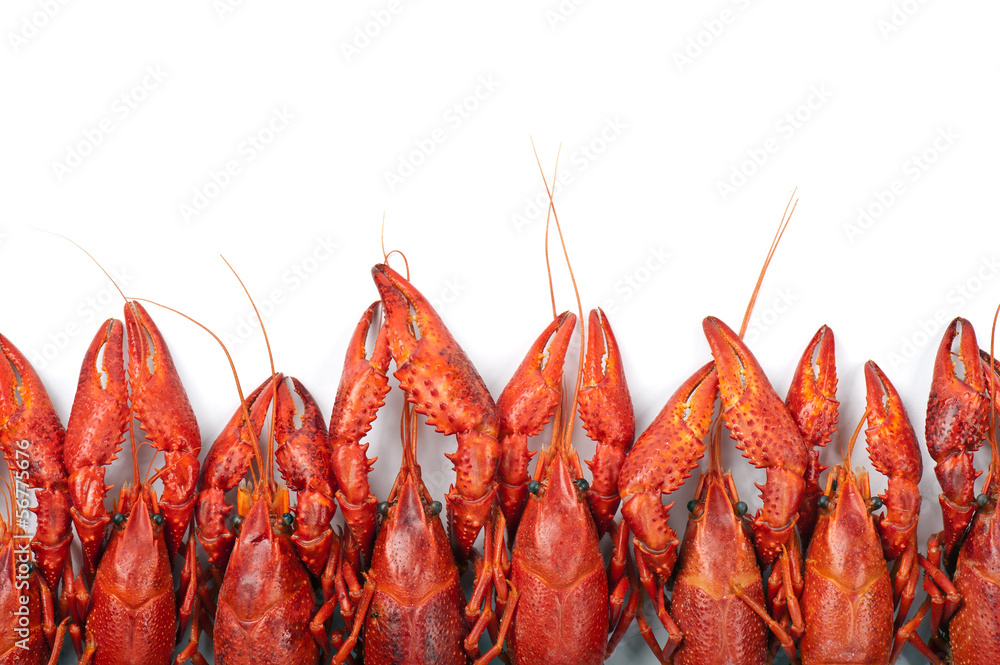 Φωτογραφία Many red crayfish