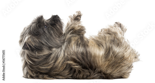 Side view of a Cairn Terrier lying on its back, submissive
