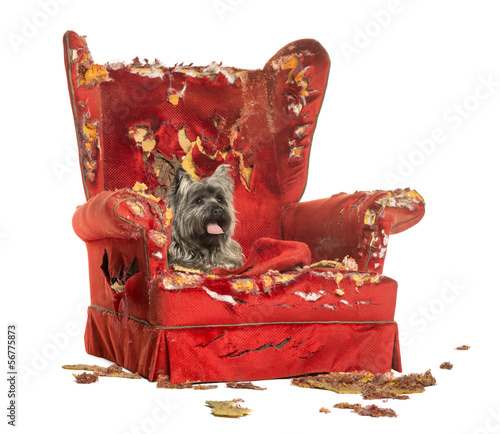 Cairn Terrier panting, lying on a destroyed armchair, isolated photo