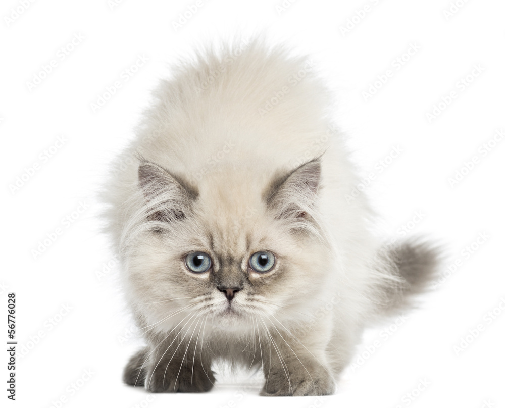 British Longhair kitten facing, looking at the camera
