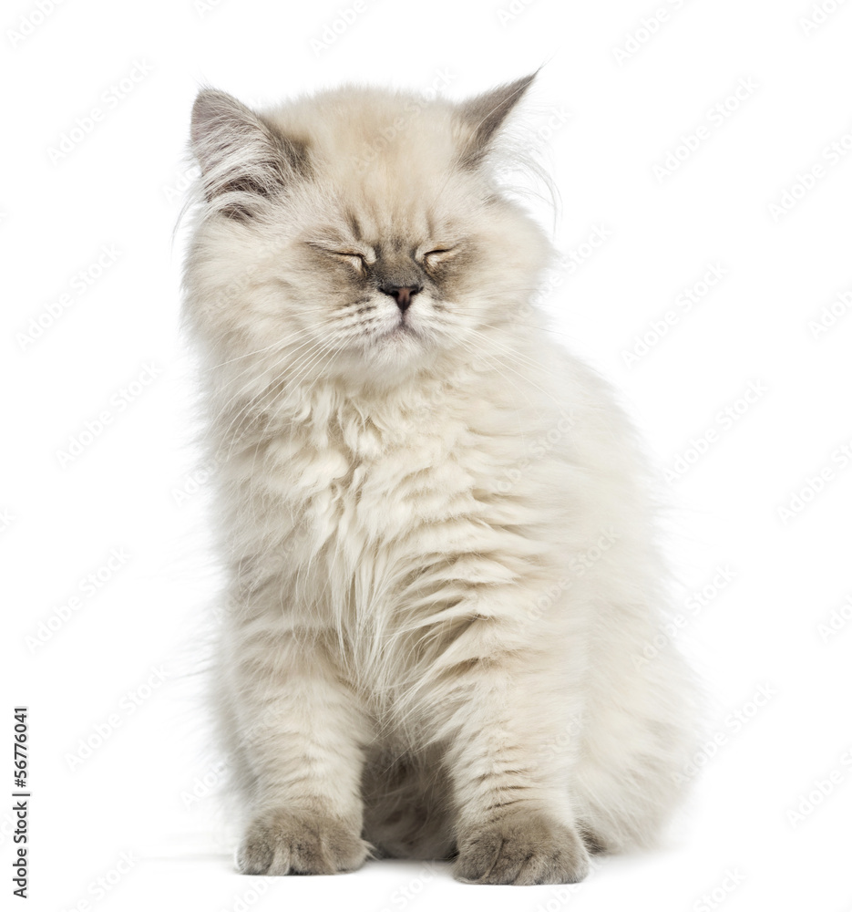 British Longhair kitten, sitting, eyes closed, isolated on white