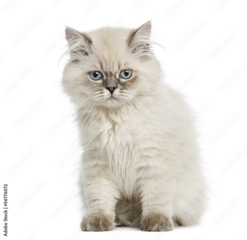 British Longhair kitten sitting, 5 months old, isolated on white