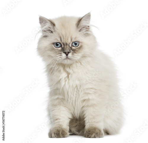 Fototapeta Naklejka Na Ścianę i Meble -  British Longhair kitten sitting, 5 months old, isolated on white