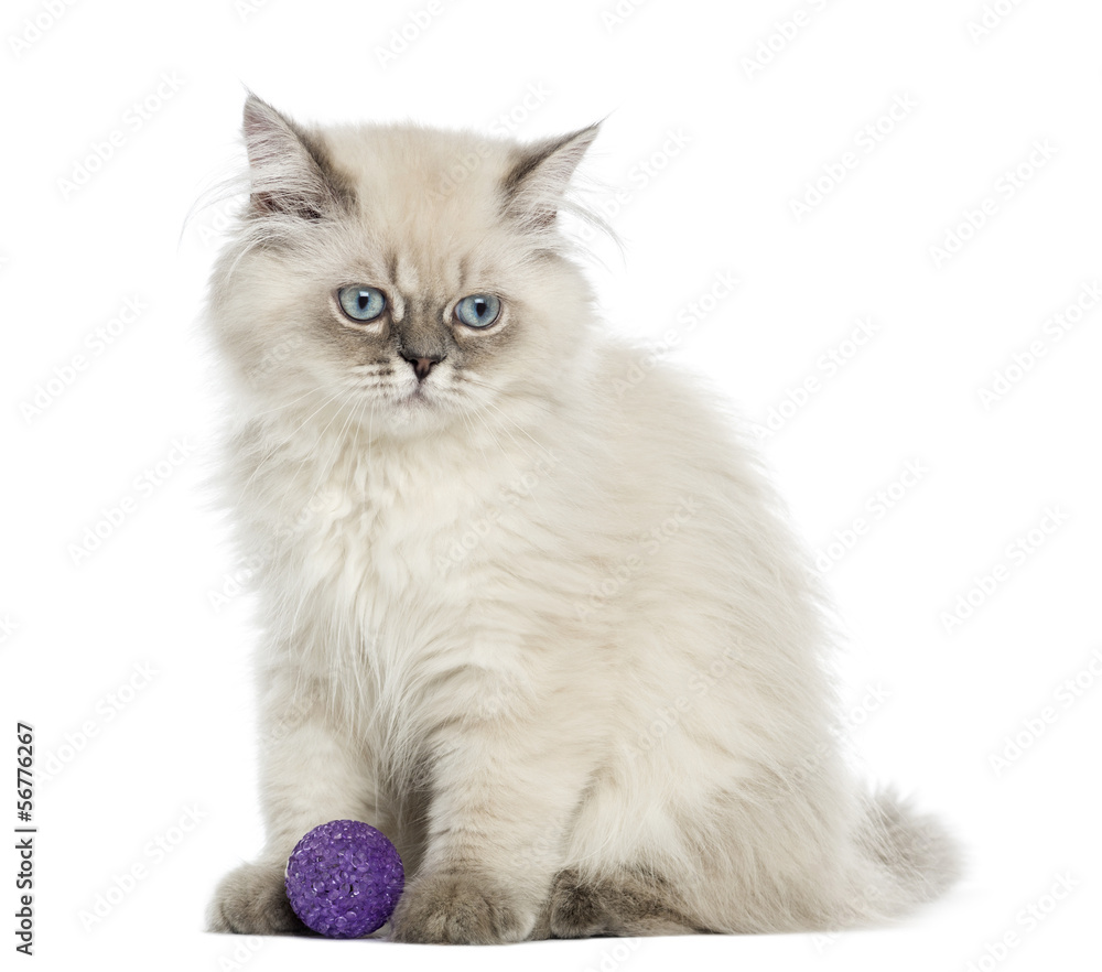 British Longhair kitten sitting with a ball, 5 months old