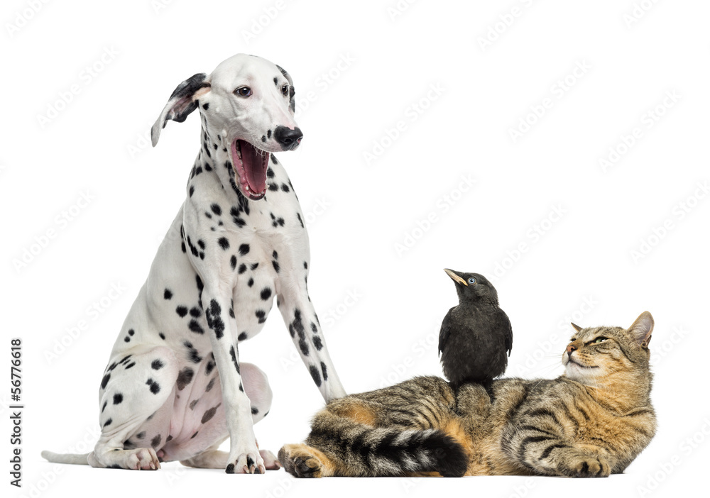 Cat and Jackdaw looking at a Dalmatian yawning, isolated