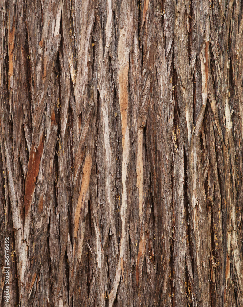 Wood texture – cypress bark Wood texture – cypress bark