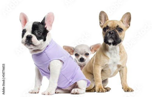 French bulldogs and Chihuahua, isolated on white