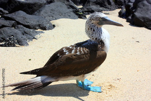 Blue Footed Booby (sula nebouxii)