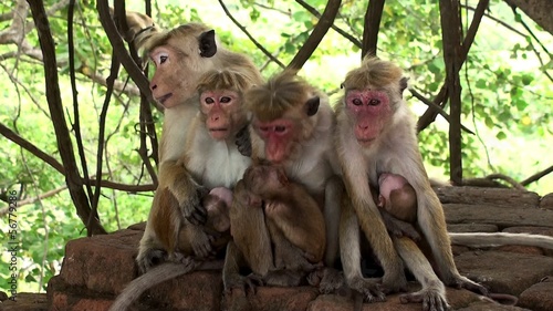 Wild macaques breastfeed babies