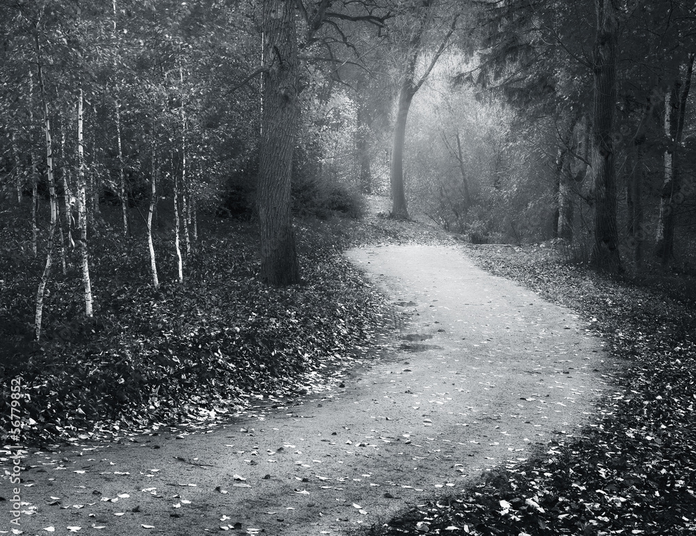 Naklejka premium Autumn landscape.