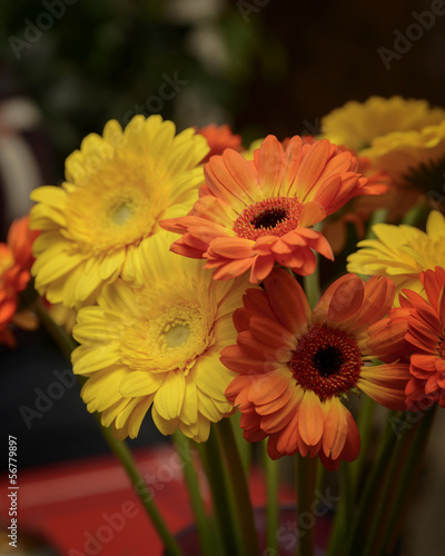 Colourful Flowers © studiotoffa