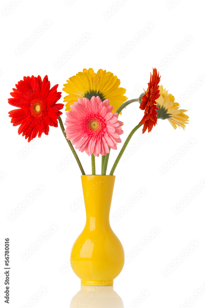 Obraz premium Gerbera.