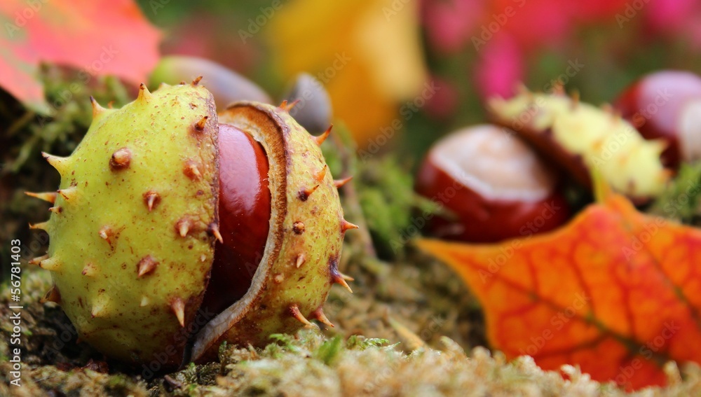 Naklejka premium kastanien im herbstwald