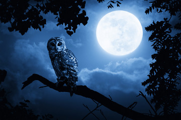 Owl Illuminated By Full Moon On Halloween Night