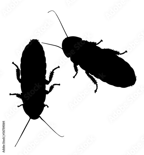 Vector graphic outline of two hissing cockroaches.