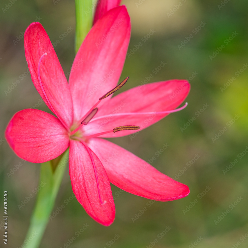 A Single Kaffir Lily