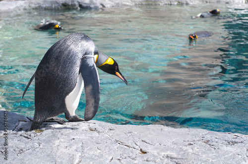 ためらうペンギン photo