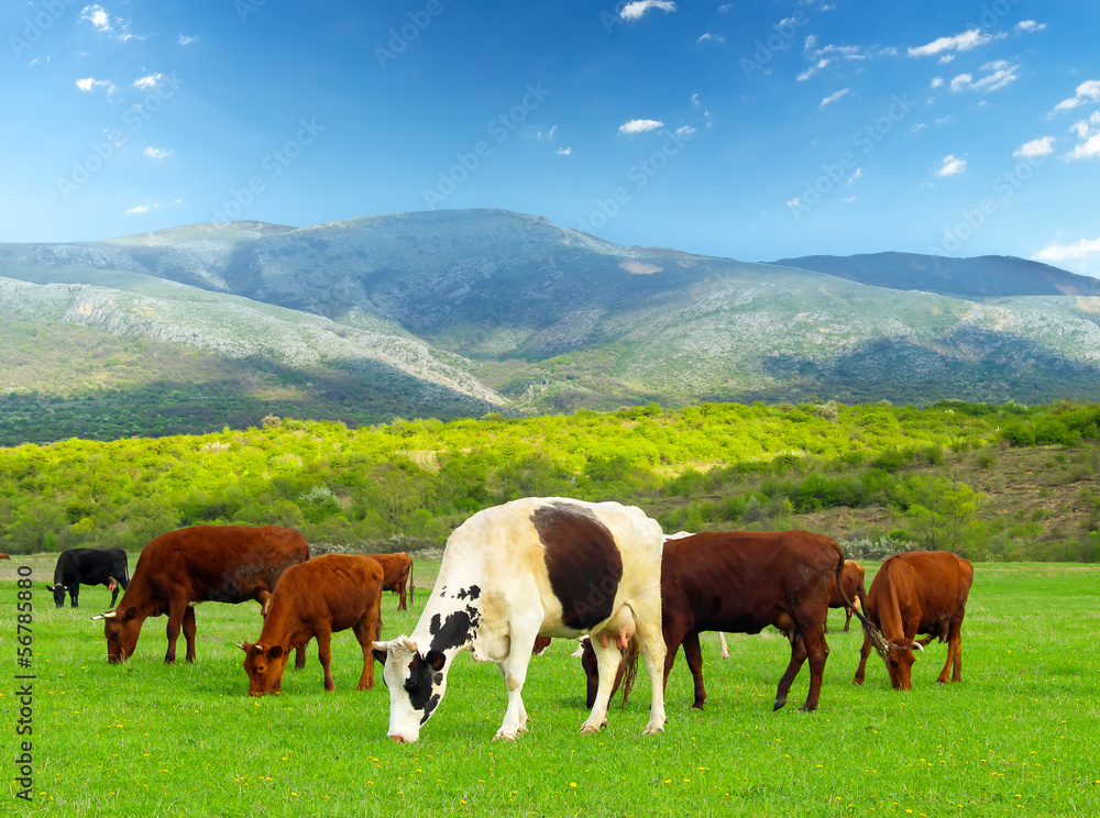 Cows on the field. Agricultural landscape