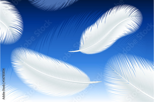 Feathers. Vector.