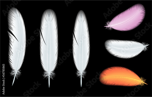 Feathers. Vector.