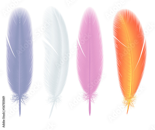 Feathers. Vector.