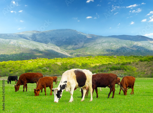 Cows on the field. Agricultural landscape