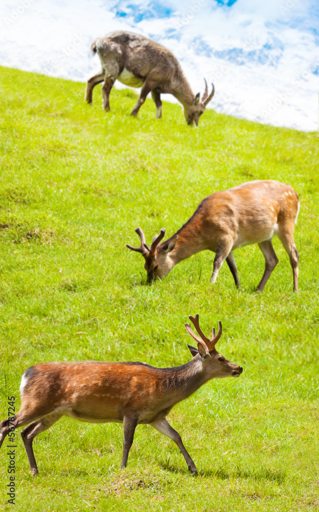 Herd of deer grazing in the meadow Herd of deer grazing in the meadow