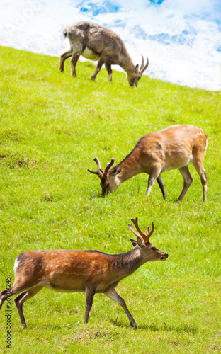 Herd of deer grazing in the meadow
